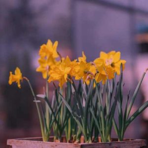 دانلود آهنگ علی صابر دائما